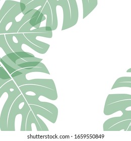 monstera - hoja vectorial en un fondo cuadrado blanco, lugar para texto