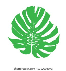 Monstera - vector sheet on a white square background.