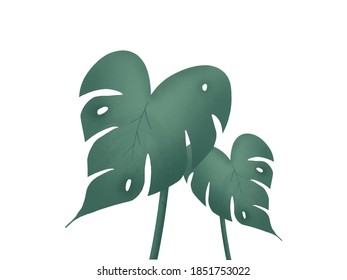 Monstera Vectora Aquarellfarben sauberer Hintergrund