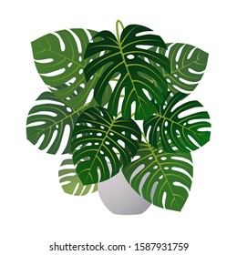 Monstera in a white flower pot. Tropical exotic plant for interior decor of home or office. Cartoon realistic vector illustration isolated on a white background.