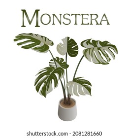 Monstera, white spotted leaves, vector, white background
