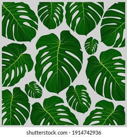 Monstera-punctulata Plant, monstera punctulata leaf