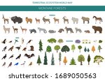 Montane forest biome, natural region infographic. Terrestrial ecosystem world map. Animals, birds and vegetations ecosystem design set. Vector illustration