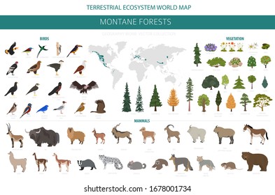 Montane forest biome, natural region infographic. Terrestrial ecosystem world map. Animals, birds and vegetations ecosystem design set. Vector illustration svg