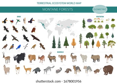 Montane forest biome, natural region infographic. Isometric version. Terrestrial ecosystem world map. Animals, birds and vegetations ecosystem design set. Vector illustration svg