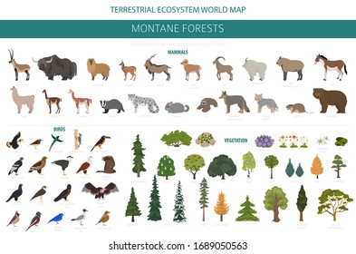 animals that live in the forest ecosystem