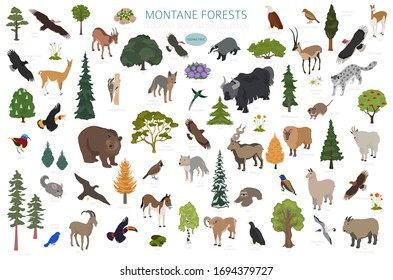 Montane forest biome, natural region infographic. Isometric version. Terrestrial ecosystem world map. Animals, birds and vegetations ecosystem design set. Vector illustration