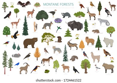 Montane forest biome, natural region infographic. Terrestrial ecosystem world map. Animals, birds and vegetations ecosystem design set. Vector illustration