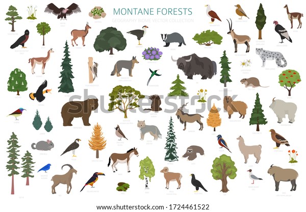 Montane forest biome, natural region\
infographic. Terrestrial ecosystem world map. Animals, birds and\
vegetations ecosystem design set. Vector\
illustration