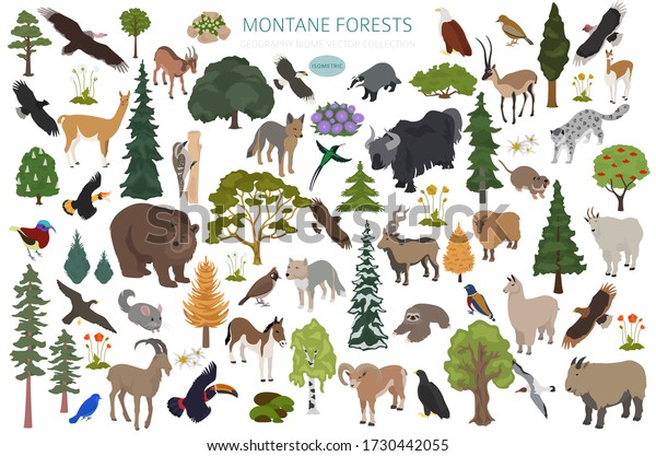 Montane Forest Biome Natural Region Infographic Stock Vector (Royalty ...