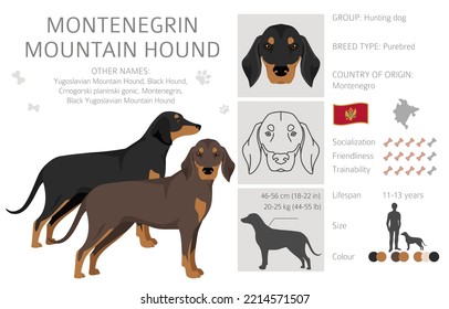 Montenegrin Mountain hound clipart. All coat colors set.  All dog breeds characteristics infographic. Vector illustration