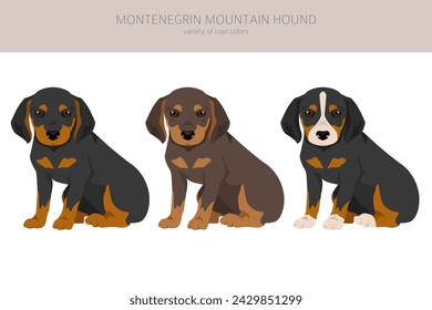 Montenegrin Mountain hound puppy clipart. All coat colors set.  All dog breeds characteristics infographic. Vector illustration