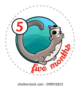 Monthly baby sticker. Cute cartoon animal illustration for little boy or girl. First year, five months. Adorable sugar glider