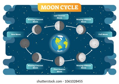 Moon Cycle Vector Illustration Diagram Poster With All Moon Phases From New To Full Moon And Waning, Waxing, Quarter Stages. Scene On Cosmos Background.