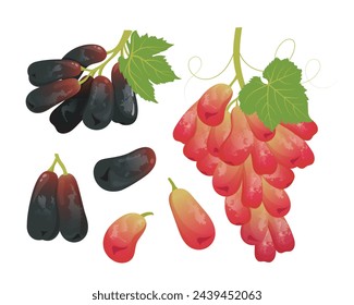 Moon Drop grapes or Witch finger grapes