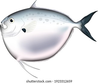'Moon fish' illustration, vector  EPS format