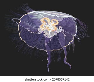 Moon Jellyfish Drawing, Poisonous, Round Jellyfish, Art,illustration, Vector