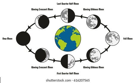 Moon Life Cycle Diagram including earth position and all phases during circulation full new waning waxing crescent gibbous first last quarter half for astronomy science education