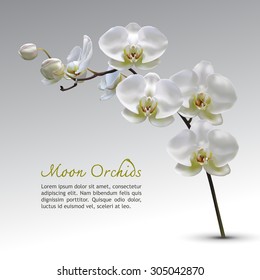 Moon Orchid Flower Vector on gray gradient background with text. Moon Orchid. Vector Orchid Illustration.