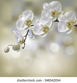 Moon Orchid flower vector on blur orchid background. Illustration of Moon Orchid.