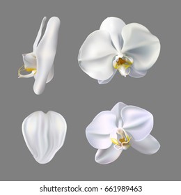 Moon orchid flower vector on gray background. White orchid illustration.