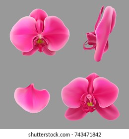 Moon orchid flower vector on gray background. Pink orchid illustration.