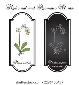 Moon orchid (Phalaenopsis amabilis), ornamental plant. Hand drawn botanical vector illustration