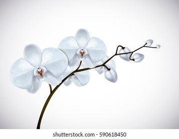 Moon Orchid tropical Flowers in branch isolated on background.  Floral design element for cosmetics, perfume, beauty care products. Orchid flower closeup.