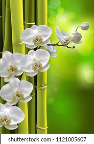 Moon orchids flowers with green woody bamboos on green gradient bokeh background. Vector illustration of realistic white orchids flowers in branch isolated and bamboo plant.