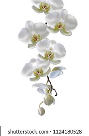 Moon orchids flowers hang down in branch isolated on white background. Vector illustration of realistic white orchids flowers hang from top to bottom.