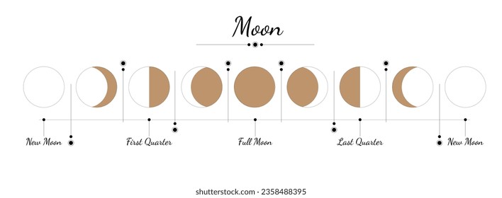Moon phase illustration. Vector image of a new moon, full moon, waning moon