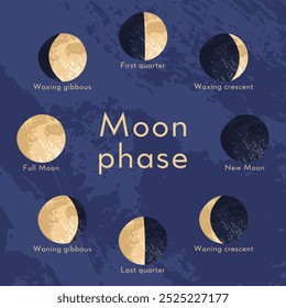 Mondphase, Mondzyklus, synodischer Monat. Mondsichtbare Seite. Neuer und Vollmond, wachsender und abnehmender Halbmond, erstes und letztes Viertel, Gibbous. Astronomie, Astrophysik. Vektorgrafik mit flachem Cartoon