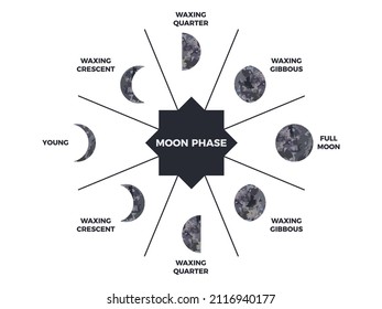 Moon phase. Textured surface of the moon. Lunar phases throughout the cycle. Crescent type design. Astronomical observation of the earth's satellite for a month. Vector illustration