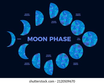 Moon phase. Textured surface of the moon. Lunar phases throughout the cycle. Crescent type design. Astronomical observation of the earth's satellite for a month. Vector illustration
