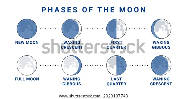 Moon phases concept. The whole cycle from\
new moon to full moon. Vector\
illustration