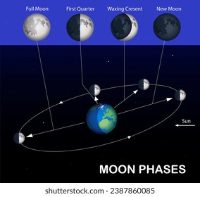 Moon phases diagram. Science education vector illustration