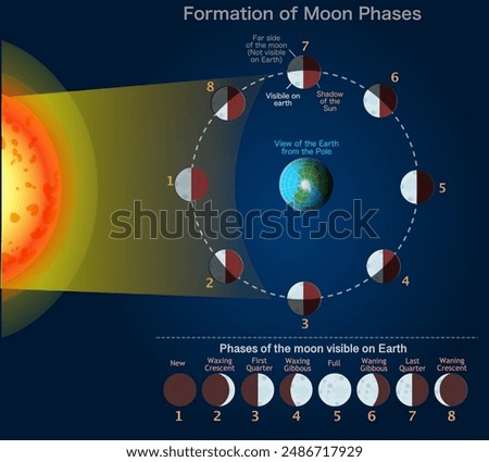 Moon phases, lunar stages formation. New, first, last quarter, full, waxing gibbous, secondary, crescent waning crescent. View earth from pole. Moves visible from earth. Dark vector illustration	