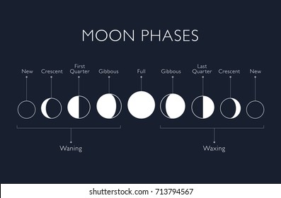 Moon phases vector background