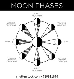 Moon Phases. Vector illustration.