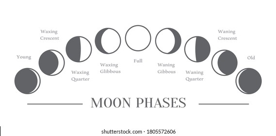 Fases lunares. Todo el ciclo de luna nueva a luna llena. Vector