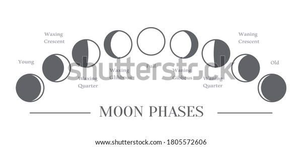 Moon phases. The whole cycle from new moon to full\
moon. Vector