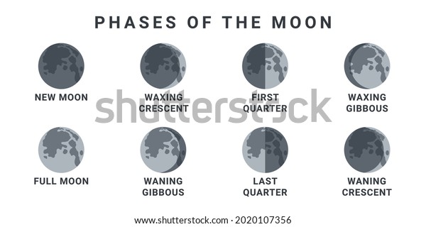 Moon phases. The whole cycle from new moon\
to full moon. Vector\
illustration