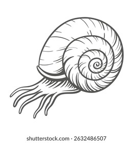 Moon Snail Line Art Illustration, Naticidae Family