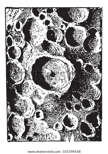 Moon of tycho\
crater, vintage engraved illustration. Dictionary of words and\
things - Larive and Fleury -\
1895.