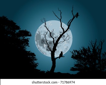 moonlight forest background with silhouette of owl