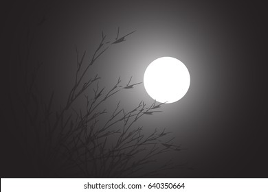 Moonlight in the night with the shadow of bamboo.