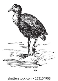 Moorhen or Gallinula sp., vintage engraved illustration. Dictionary of Words and Things - Larive and Fleury - 1895