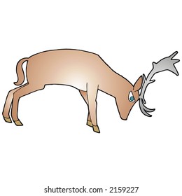 moose