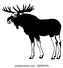 moose