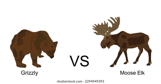 Moose against bear vector illustration isolated on white background. Battle for life and food against grizzly bear and deer elk buck. Powerful deer with huge antlers vs predator in forest. Survivor.
